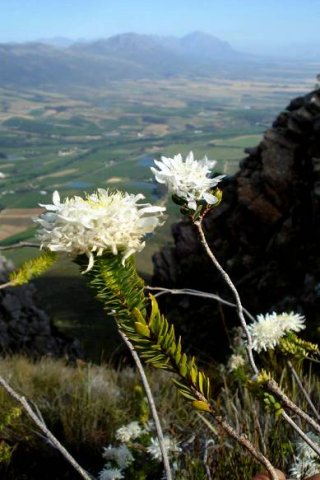 Lachnaea filamentosa