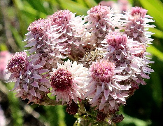Lachnospermum umbellatum