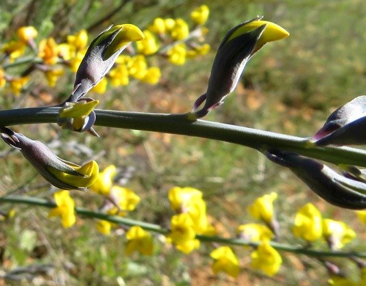 Lebeckia pauciflora caught early