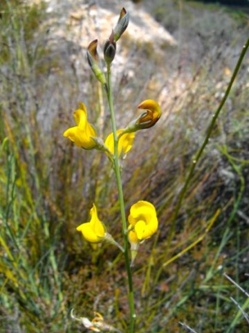 Lebeckia pauciflora flowers, green calyces