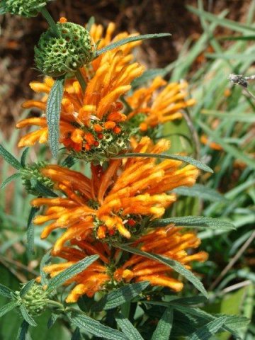 Leonotis leonurus