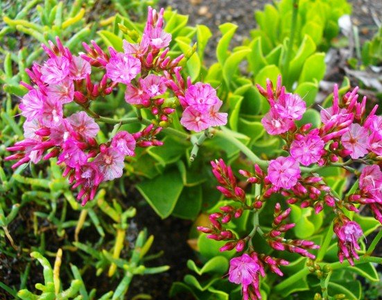 Limonium peregrinum