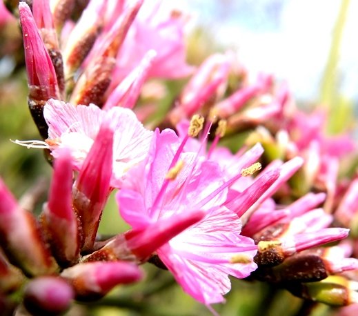 Limonium peregrinum anthers