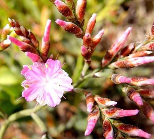 Limonium peregrinum calyces