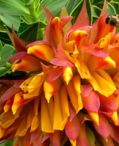 Liparia splendens flowers