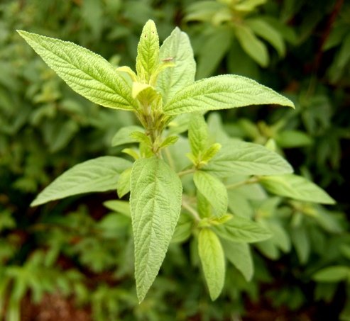 Lippia javanica stem-tip