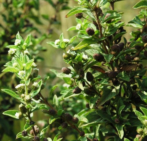 Lippia rehmannii