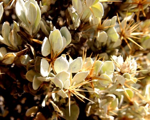 Macledium spinosum leaves erect