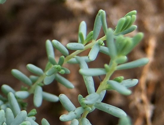 Maireana decalvans stems and leaves