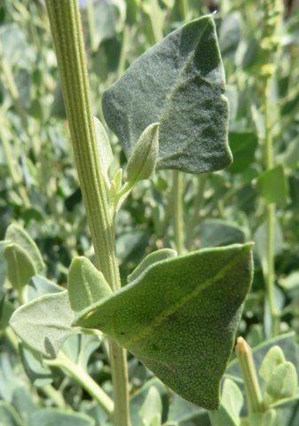 Manochlamys albicans leaves