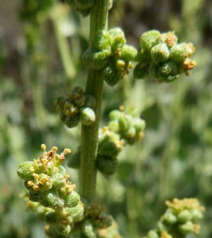 Manochlamys albicans flowers
