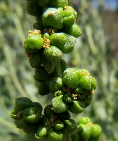 Manochlamys albicans fruit and flowers