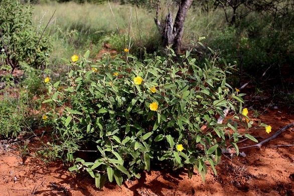 Melhania acuminata