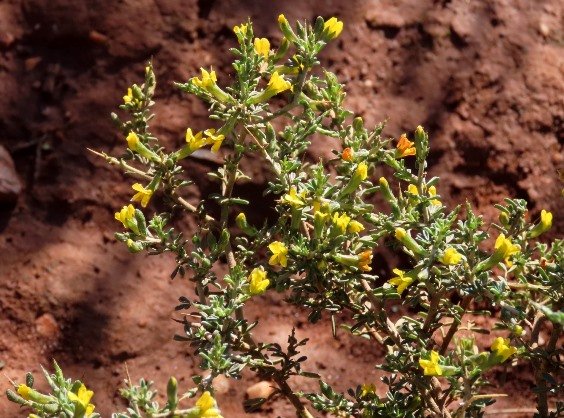 Melolobium candicans