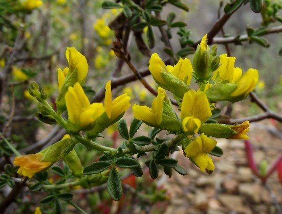 Melolobium exudans leaves