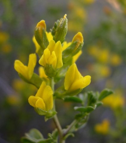 Melolobium exudans flowers