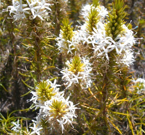Merciera leptoloba long white stamens