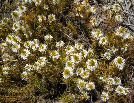 Merciera leptoloba