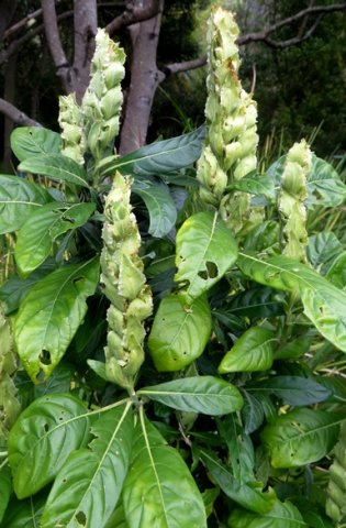 Metarungia galpinii inflorescences