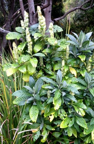 Metarungia galpinii