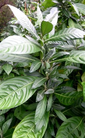 Metarungia galpinii leaves