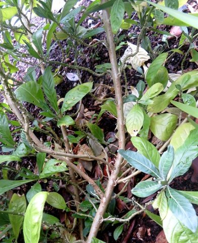 Metarungia galpinii stems