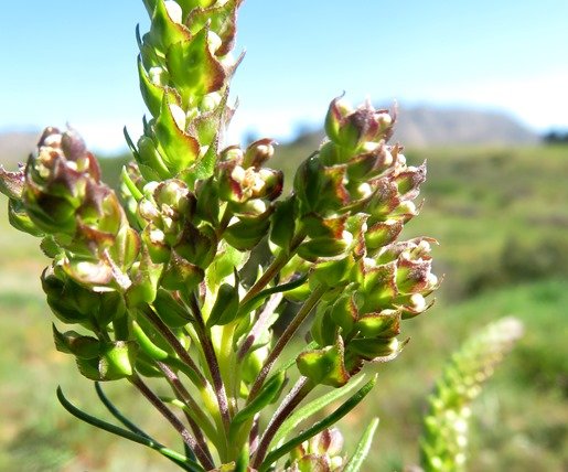 Microdon polygaloides bracts in an early inflorescence