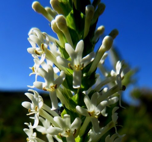 Microdon polygaloides buds and flowers