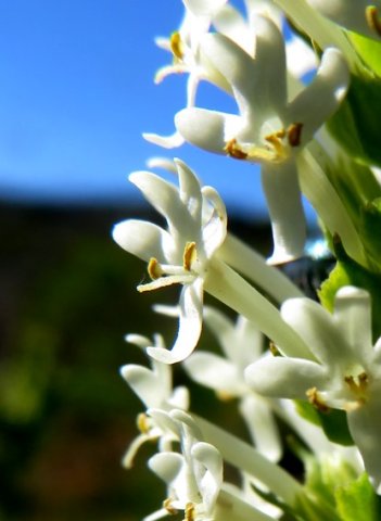 Microdon polygaloides flowers