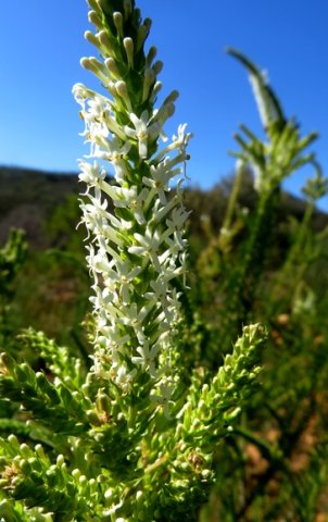 Microdon polygaloides inflorescence