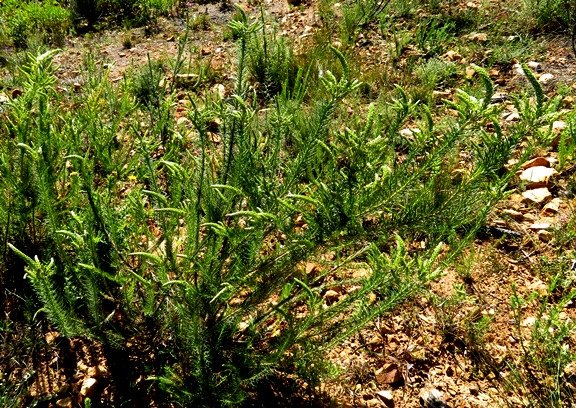 Microdon polygaloides