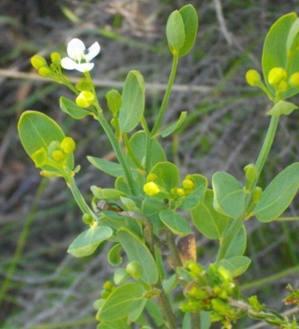 Montinia caryophyllacea