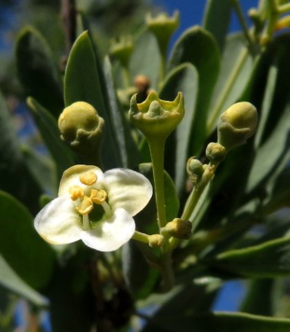 Montinia caryophyllacea male flowers