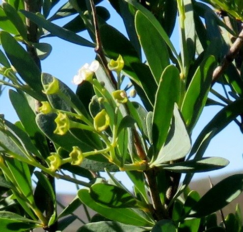 Montinia caryophyllacea last of male flowers