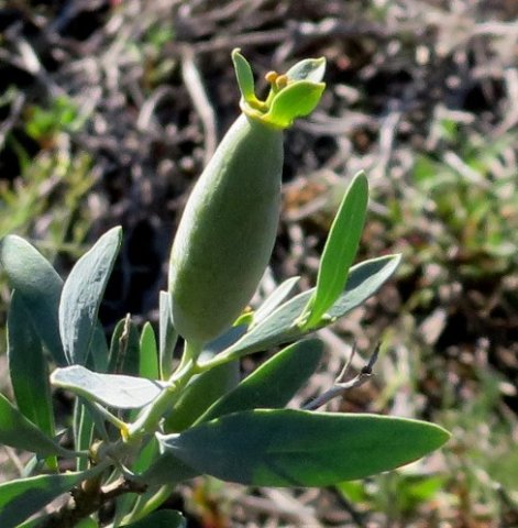 Montinia caryophyllacea green fruit