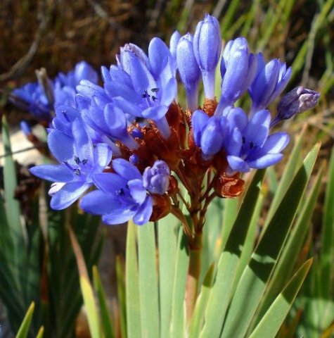 Nivenia binata flowers