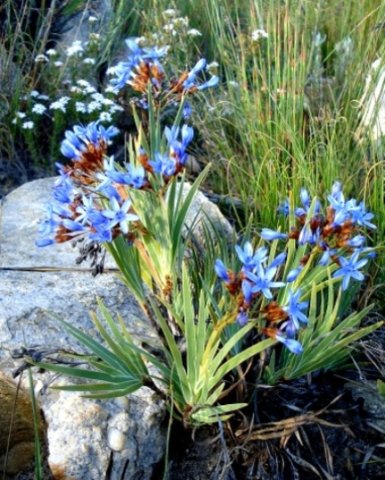 Nivenia stokoei