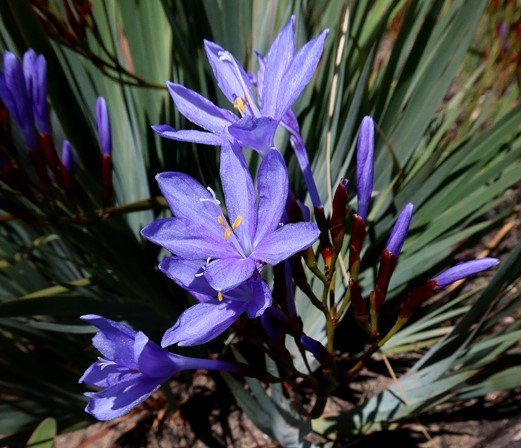 Nivenia stokoei flowers