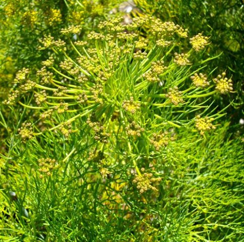 Notobubon capense flower umbel
