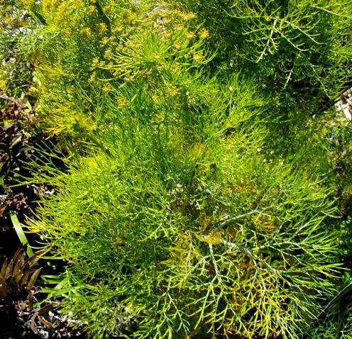 Notobubon capense