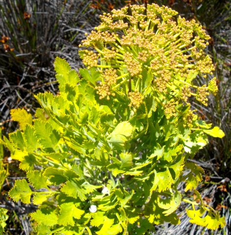 Notobubon galbanum, the notorious blister bush
