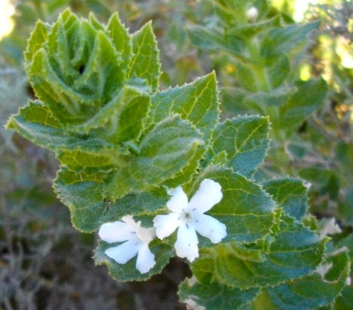 Oftia africana stem-tip