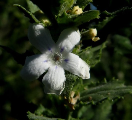 Oftia africana flower