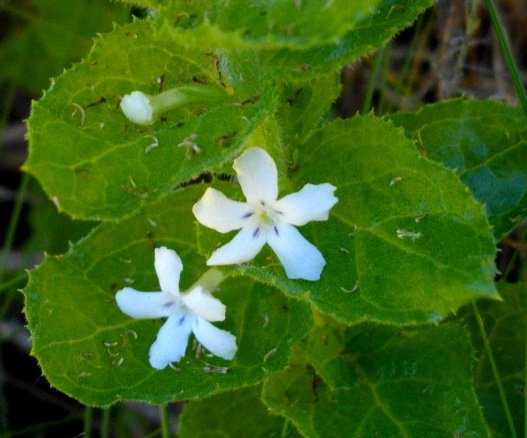 Oftia africana flowers