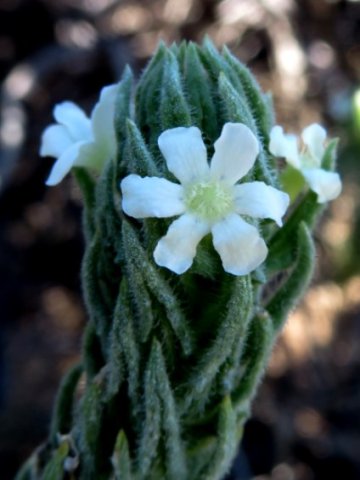 Oftia revoluta unusual flower