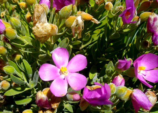 Orphium frutescens leaves and upper stems