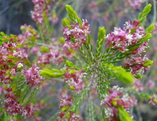 Passerina obtusifolia seen from above