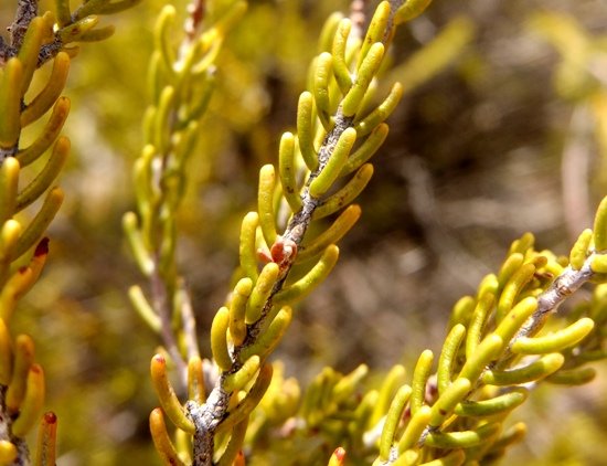 Passerina obtusifolia leaves
