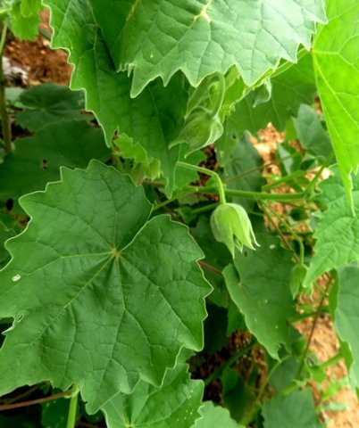 Pavonia burchellii leaves