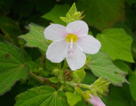Pavonia columella